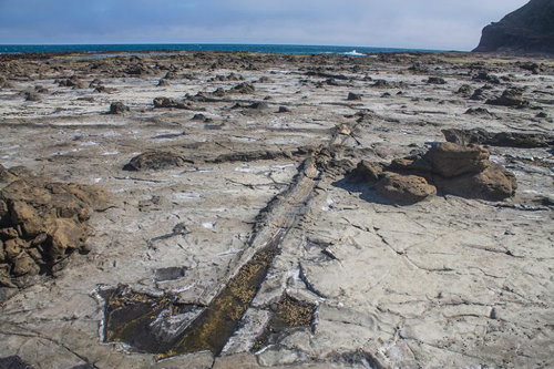 The petrified forest